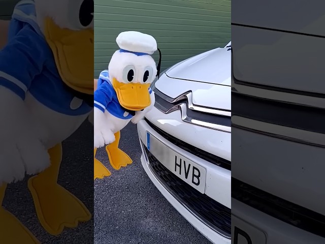 Vídeo relacionado con Donald Duck Impresión enmarcada FP11137P-PL Mad 30 x 40 cm