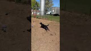 Video preview image #1 Mutt Puppy For Sale in Rustburg, VA, USA