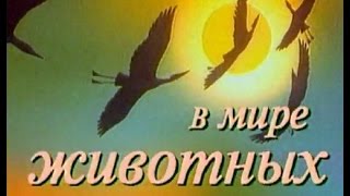 В мире животных с Николаем Дроздовым. Выпуск  52 2018