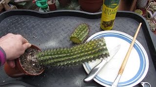 How to save a Cactus Plant that is Rotting from the Top