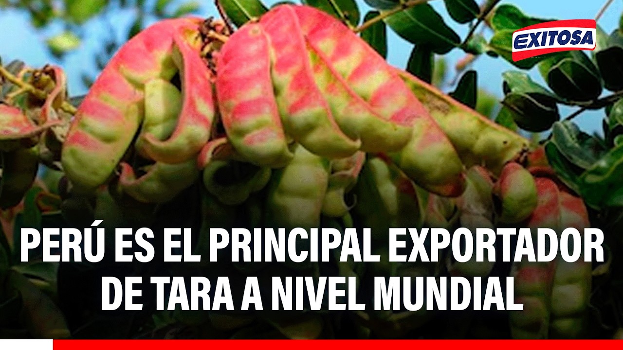 🔴🔵 Perú es el principal exportador de Tara a nivel mundial