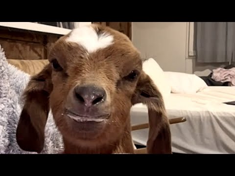 Tiny rescue goat is so loving to her human