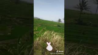 Download lagu Story wa sunda jang mp3 Download lagu Story wa sunda jang mp3