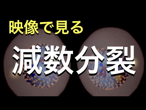 有糸分裂について詳しく解説