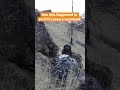 Big Buck Runs At Hunter After Shot