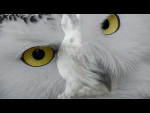 White Brabbitird (White Rabbit & White Bird)