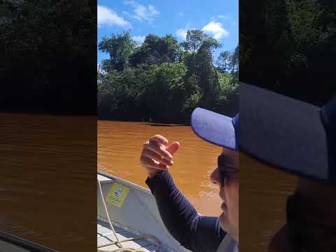 Alecrim -Rs, entre as maiores área costeira do rio Uruguai.