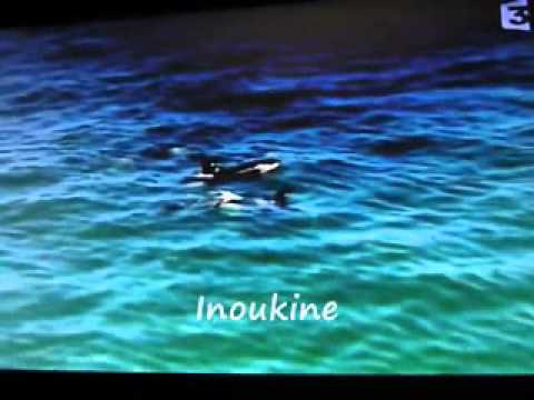 The Free Willy Story: Keiko's Journey Home