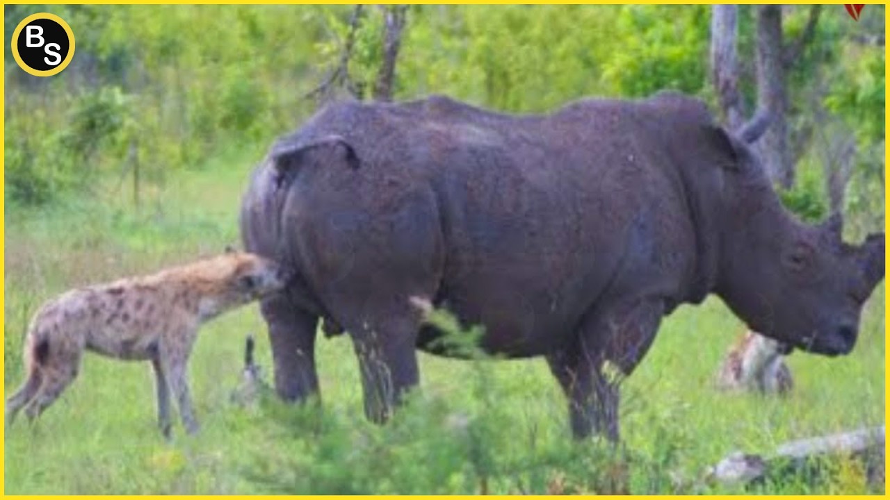 When Hyenas Messed With The Wrong Animals !