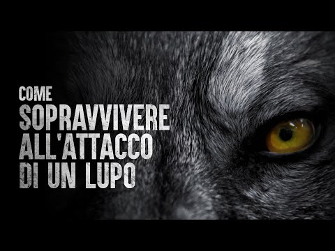 How to Survive a Wolf Attack