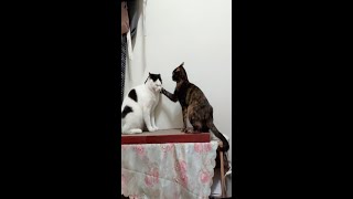 [問卦] 有貓董打外勞阿布的八卦嗎