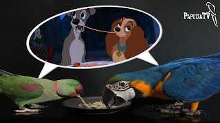 Спаривание попугаев - часть 2 – Компаньон другого вида
