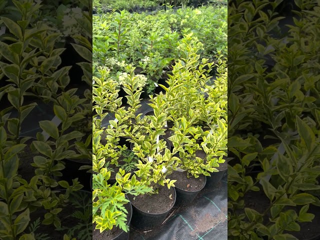 Бирючина овальнолистная "Aureum"