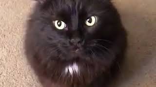 A cat won't take no for an answer