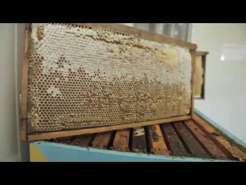 , title : 'Παραγωγή, επεξεργασία, συσκευασία μελιού | Μέλι Ταΰγετου | Μελισσοκομία Φωτόπουλου Μεσσηνία'