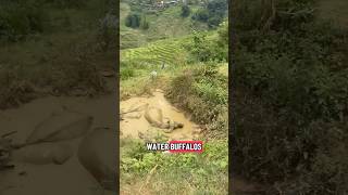 Today we walked to the Cat Cat village in Sapa, Vietnam 🇻🇳 #shorts #vietnam #sapa #catcatvillage