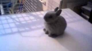 Video thumbnail for A Cute Little Bunny Listens to "Main Street Electrical Parade" / Bode 7702 Vocoder by VoiceEncoder