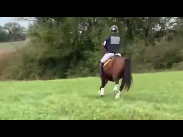 Cavalla PFS Pony Francese da Sella In vendita 2019 Baio ,  Vertigo de Ch&acirc;telain