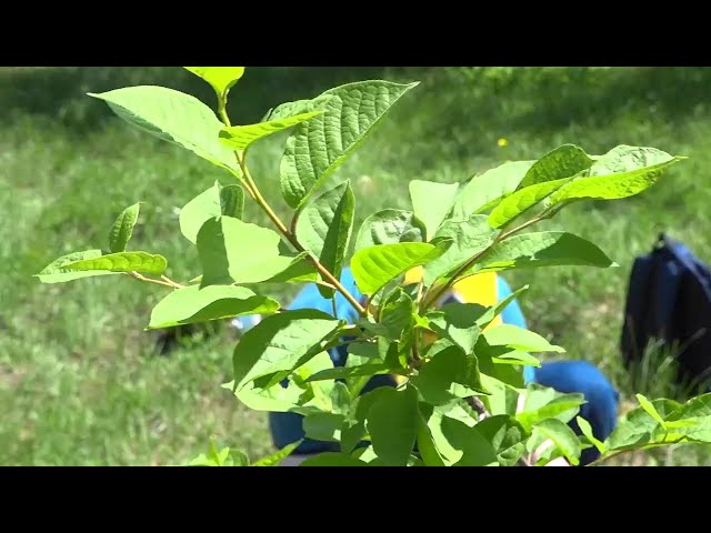 Ангарский завод полимеров присоединился к Всероссийской акции «Сад памяти»