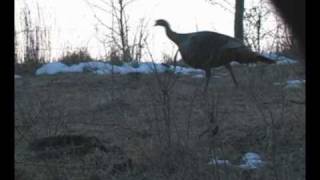 preview picture of video 'Bowhunt - NE06 Turkey Double'