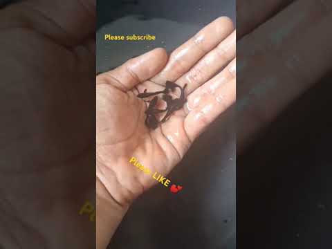 FULL BLACK FLOWER DORCEL#fish #kerala #nature #guppyfish #guppyfishfarming