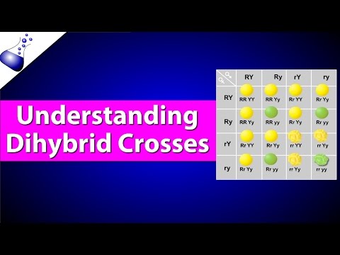 Dihybrid Genetic Cross