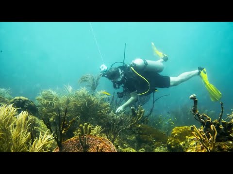 Tobago's Dive Tourism In The Spotlight