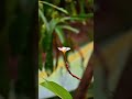 മഴ 🌧️❤️ | Varamanjalaadiya | Kj Yesudas | Vidyasagar | Sachidanandan Puzhankara  | Remastered  Audio