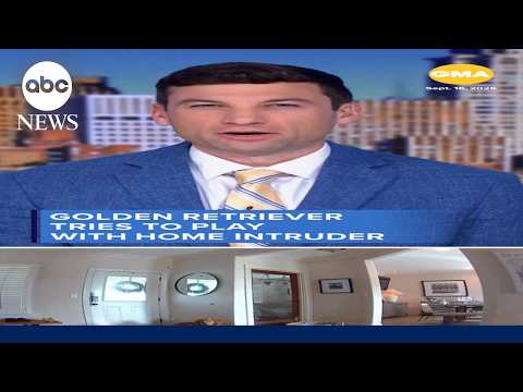 Golden retriever tries to play with home intruder