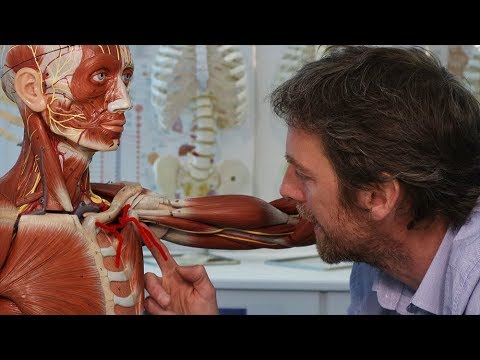 Axillary artery branches