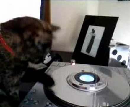 dj cat