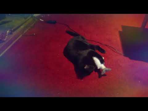 Cats love fish! Funniest cats