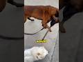 Stray dogs turned into police dogs.#foryou #pets #shorts