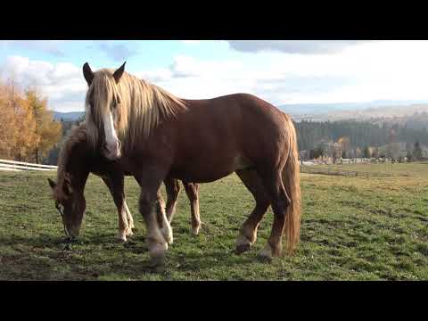 Caii baietilor de la Marisel, Cluj - 2020 Nou!!!