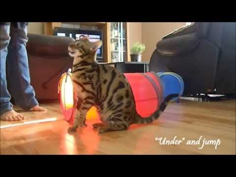 Moogly,the Bengal, Amazing cat Tricks