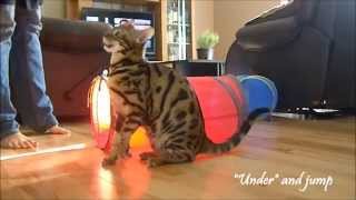 Moogly,the Bengal, Amazing cat Tricks