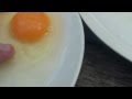 Difference Between A Fertilised And Unfertilised Chicken Egg