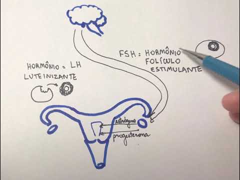 Ciclo menstrual e ovulação