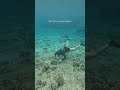 Day in the life as a MARINE BIOLOGIST #oceanconservation