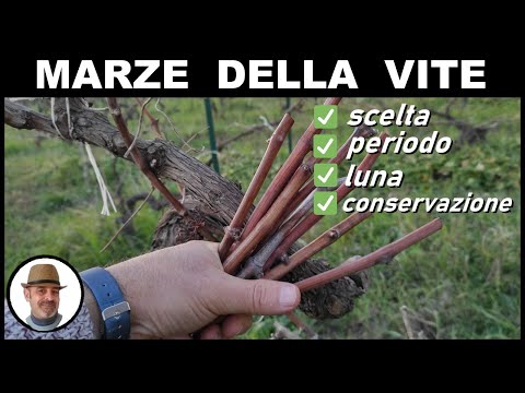 , title : 'MARZA della VITE per innesto (wine march for grafting - marca de tornillo de injerto)'