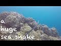 Diving - Philippinen 2017 - a huge seasnake / eine grosse Seeschlange - Asien