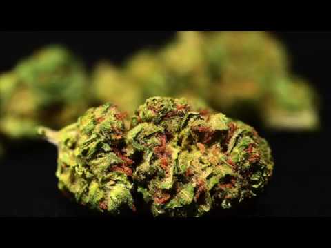 Durban Poison | Strain Theory