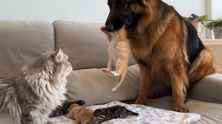 A mamãe gata fica preocupada quando o pastor-alemão cuida do seu filhotinho