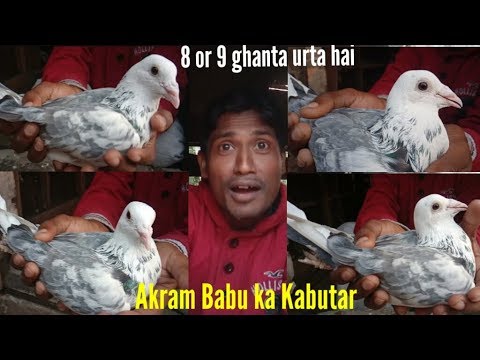Madrasi dubaj high Flying pigeon by RPT Video