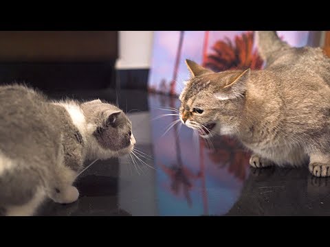 Alpha Cat Rejects New Kitten