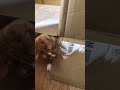 Orange Cat Attacks Tubing From Inside Box Cat Catplaying Orangecat Catshorts