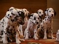 101 Dalmatians Trailer