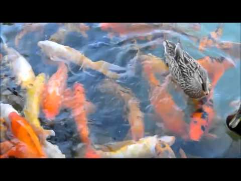 Koi fish feeding | Choosing Young Koi Fish for Your Pond