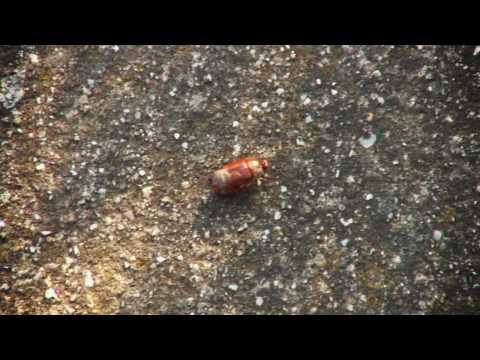 Calacea Bai Aprilie 2010