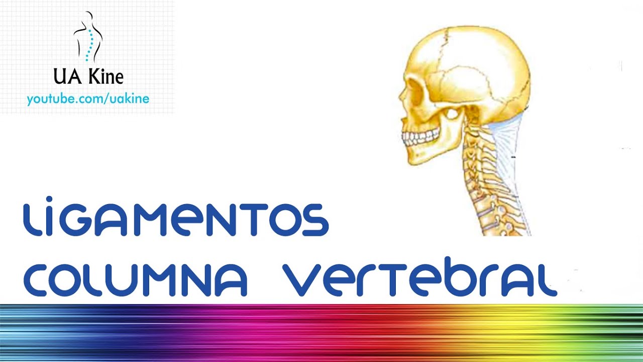 Watch Anatomia Ligamentos Columna Vertebral Now Anatomia Ligamentos Columna Vertebral
